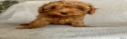 Cavapoo dogs for sale: REDUCED PRICE 😊 READY NOW 😊🐶 3 Cavapoo puppies  - Advert 10