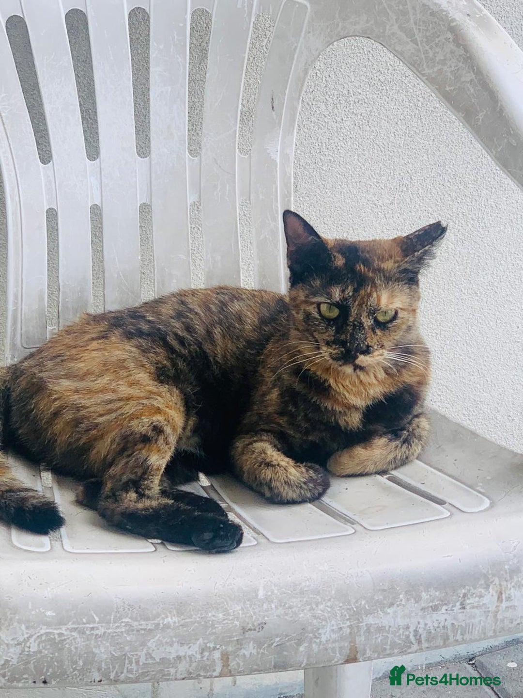 Mixed Breed cats for adoption: LOTTI - TORTOISHELL GIRL VERY AFFECTIONATE SPAYED - Advert 2