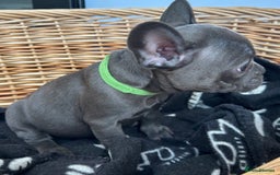 French Bulldog dogs for sale: Solid Blue French Bulldog  - Image 9