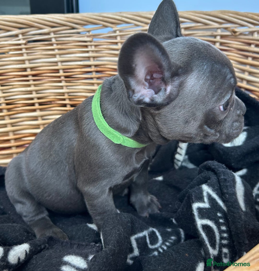 French Bulldog dogs for sale: Solid Blue French Bulldog  - Image 9