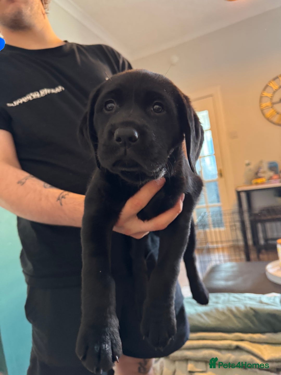 Labrador Retriever dogs for sale: Stunning KC chunky show type Labs (7 wks old) - Image 17
