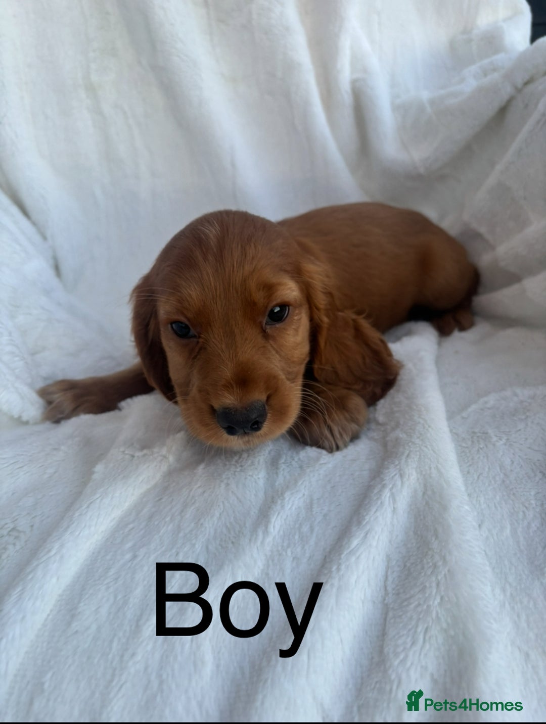 Cocker Spaniel dogs for sale: Gorgeous red cocker spaniels puppies  - Image 6