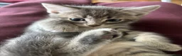 Mixed Breed cats for sale: 4 Beautiful kittens ready for new homes ✨🩷 - Advert 7