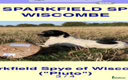 Pointer dogs for sale: English Pointer Bitch - Image 11