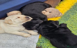 Labrador Retriever dogs for sale: Kc registered 5*breeder  - Image 6