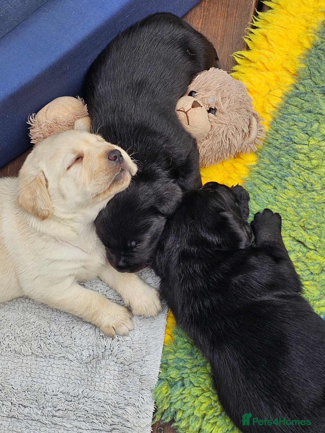Labrador Retriever dogs for sale: Kc registered 5*breeder  - Image 6