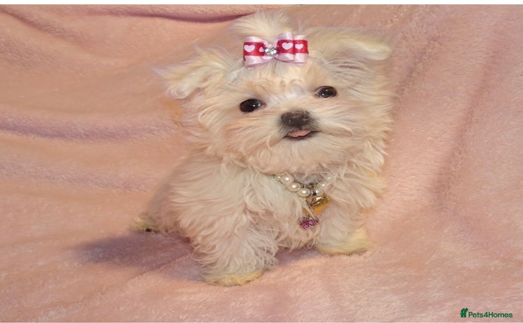 Maltese dogs XXXX **  Exquisite KC Registered Maltese Boy Puppy - Advert 16