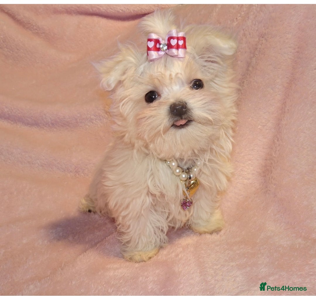 Maltese dogs for sale: XXXX **  Exquisite KC Registered Maltese Boy Puppy - Advert 1