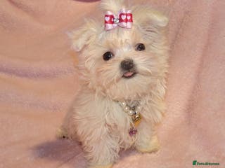 Maltese dogs XXXX ** Exquisite KC Registered Maltese Boy Puppy - Advert 13