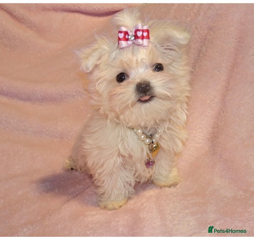 Maltese dogs XXXX ** Exquisite KC Registered Maltese Boy Puppy - Advert 1