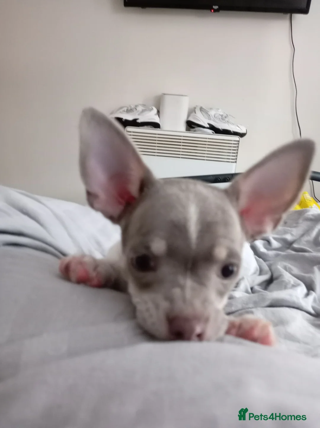 Chihuahua dogs for sale: KC REG Chihuahua puppies rare colours & markings  - Advert 22