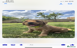 Golden Retriever dogs for sale: Kc pedigree golden retrievers (fox red  in Malton - Image 10