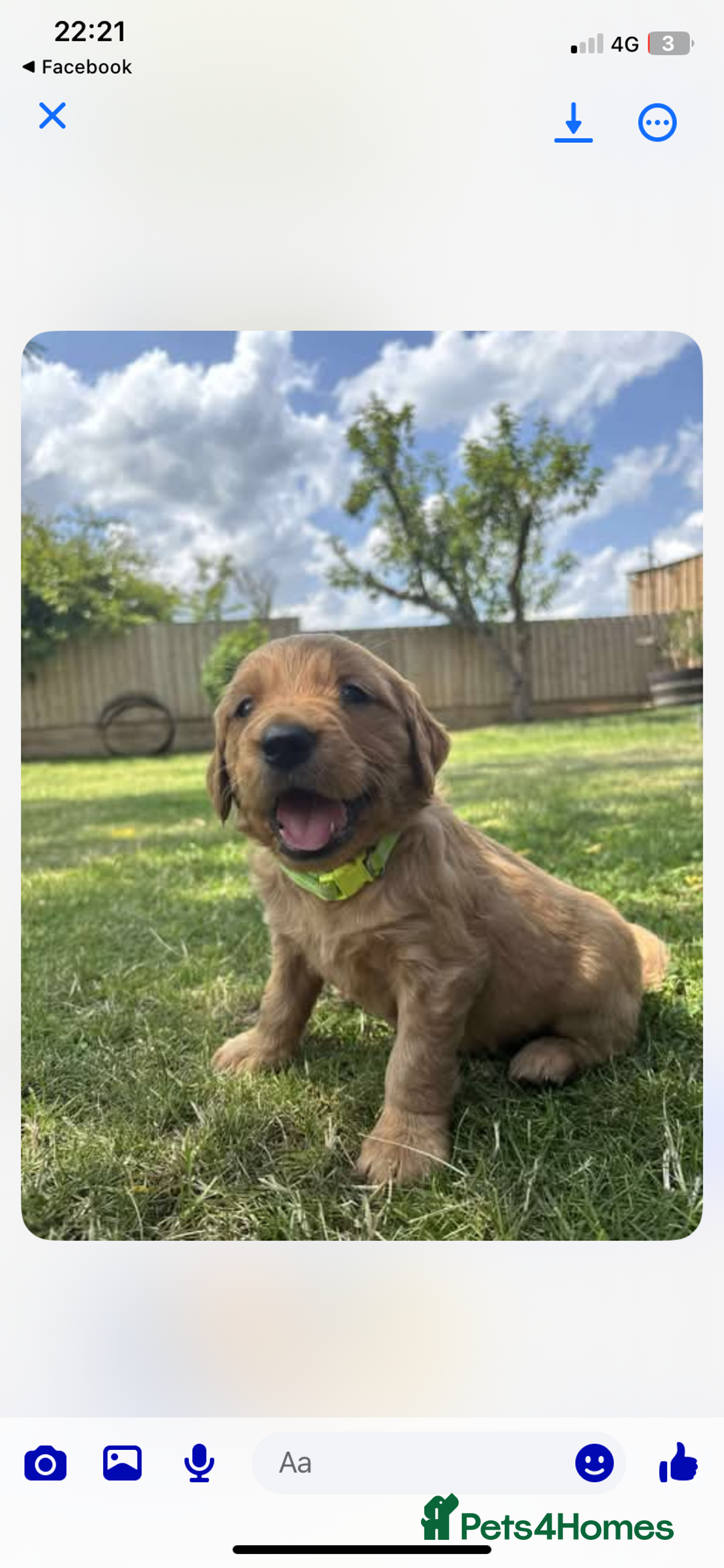Golden Retriever dogs for sale: Kc pedigree golden retrievers (fox red  in Malton - Image 10