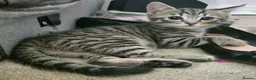 Mixed Breed cats for sale: Kittens - Advert 11