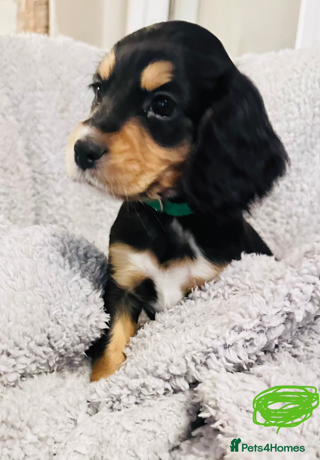 Sprocker dogs for sale: Sprocker puppies! - Advert 4