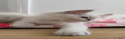 Ragdoll cats for sale: GCCF LILAC Ragdoll kittens  - Advert 9
