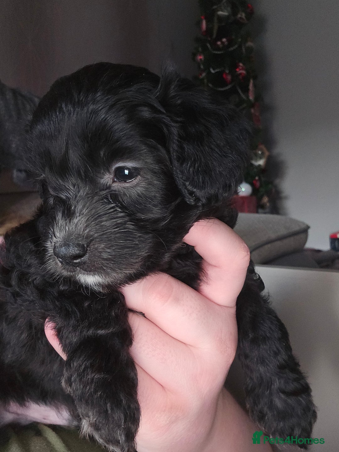 Shihpoo dogs for sale: 🐾REDUCED 2 Boys £800 - Shihpoo Puppies🐾 - Advert 30