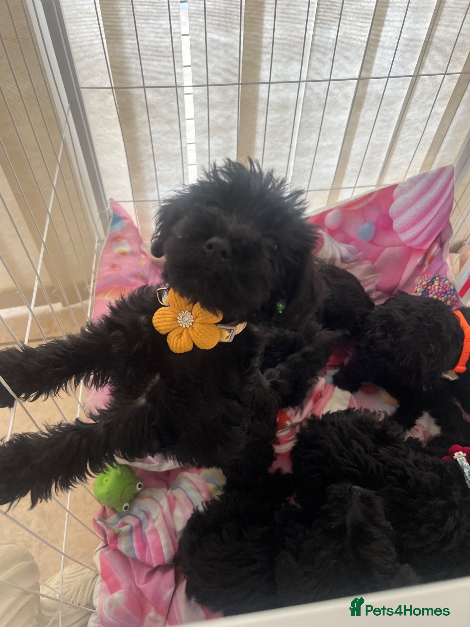 Cavapoo dogs 🐶🐾Adorable Cavaschnauzer Pups🐾🐶 - Advert 1