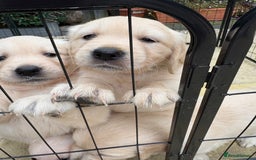 Golden Retriever dogs for sale: Stunning Golden Retriever puppies 🐾 - Image 32