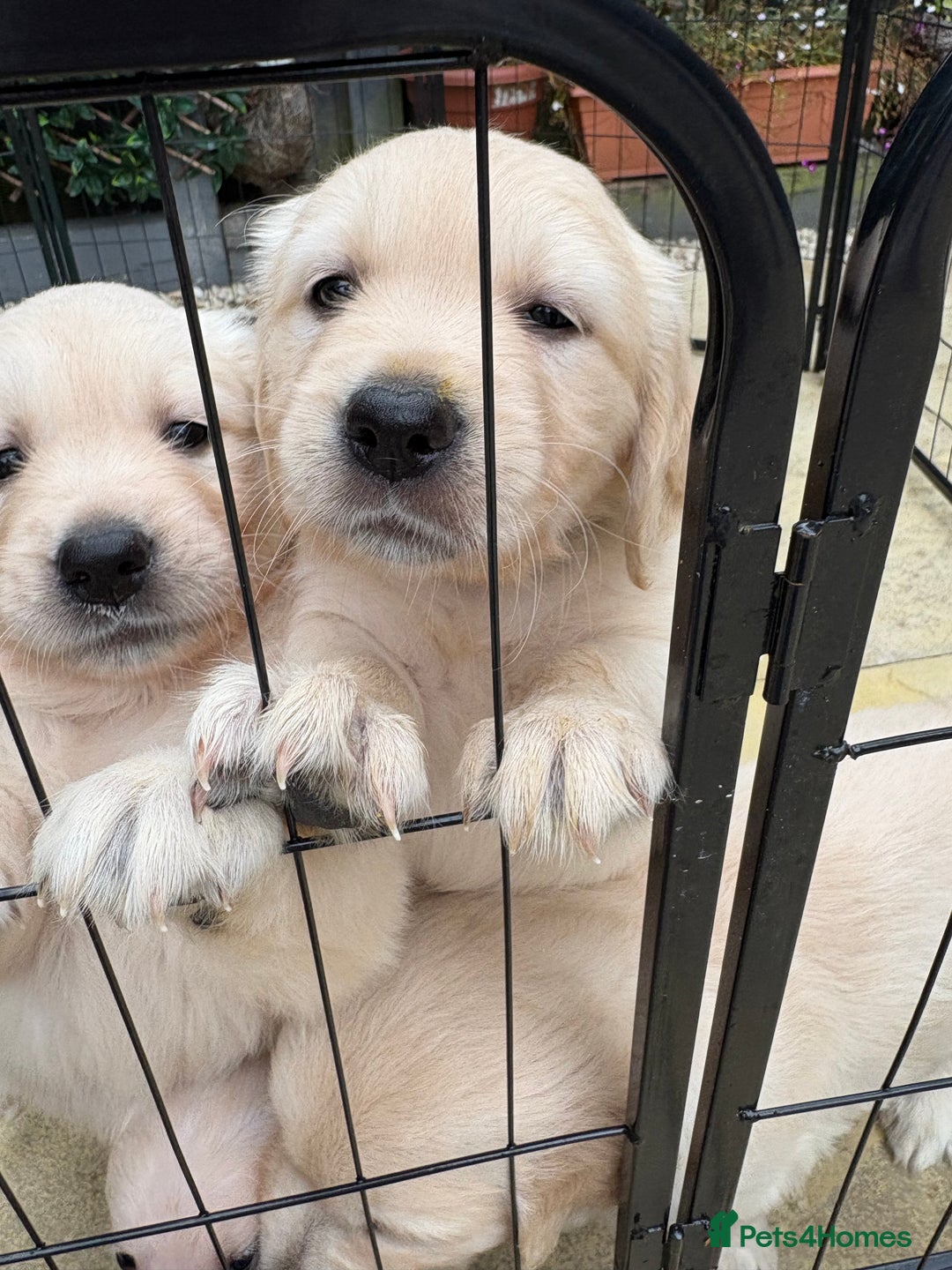 Golden Retriever dogs for sale: Stunning Golden Retriever puppies 🐾 - Image 32