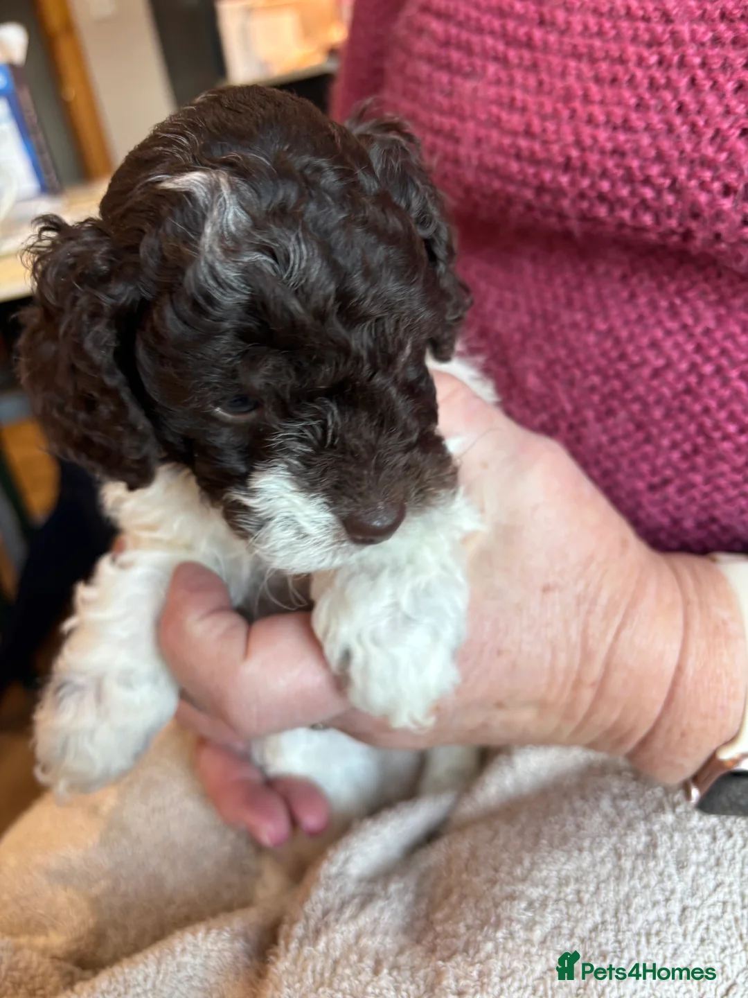 Cockapoo dogs for sale:  American Cockapoo f1b  - Advert 1