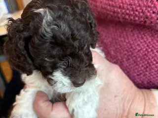 Cockapoo dogs American Cockapoo f1b - Advert 13