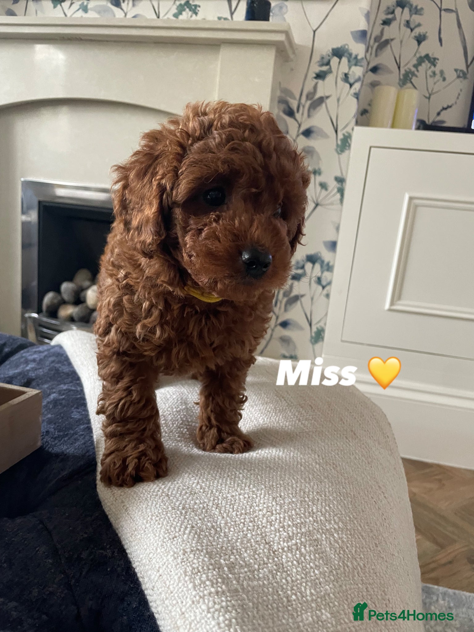 Cavapoochon dogs 💛1 GIRLY LEFT 💛 F1BB DNA  Toy cavapoochons  - Advert 1