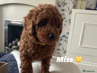 Cavapoochon dogs 💛1 GIRLY LEFT 💛 F1BB DNA Toy cavapoochons - Advert 5
