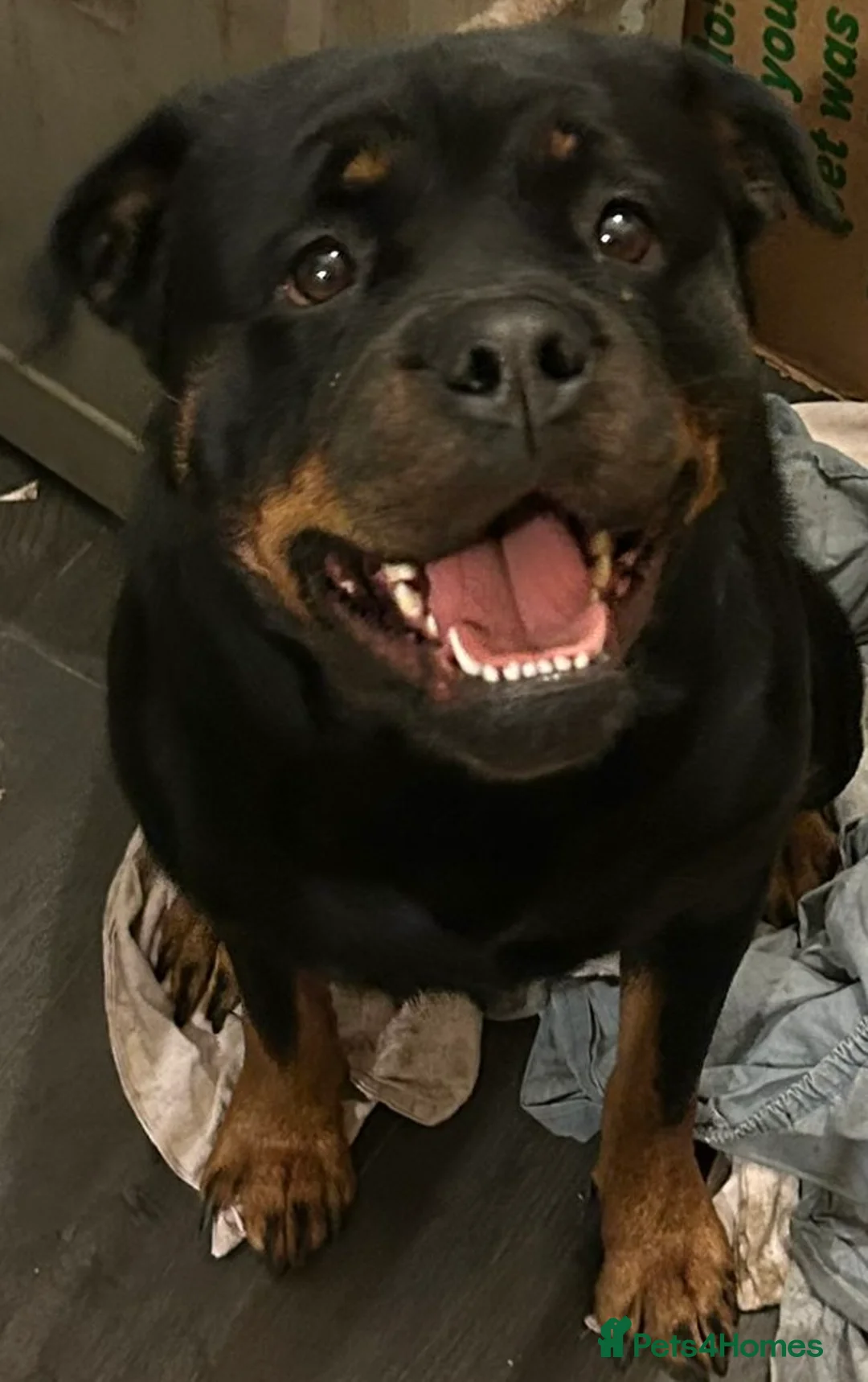 Rottweiler dogs for sale: (1 BOY) left READY TOGO Chunky Rottweilerfor sale - Advert 1