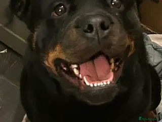 Rottweiler dogs (1 BOY) left READY TOGO Chunky Rottweilerfor sale - Advert 7