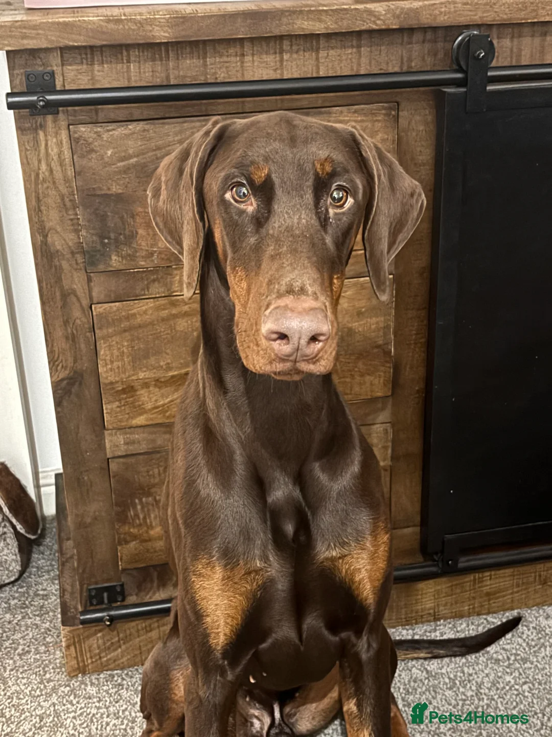 Dobermann dogs for sale: 1 Year Old Doberman Boy - Advert 5