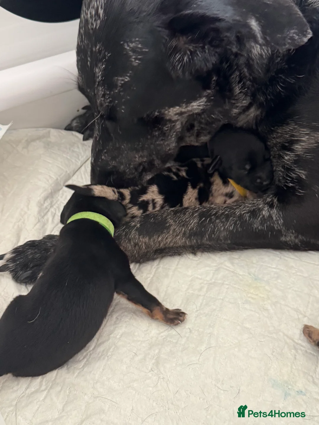 Dobermann dogs for sale: Doberman puppies  in Sunderland - Advert 2