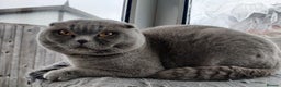 Scottish Fold cats for sale: Show quality Scottish fold  - Advert 6