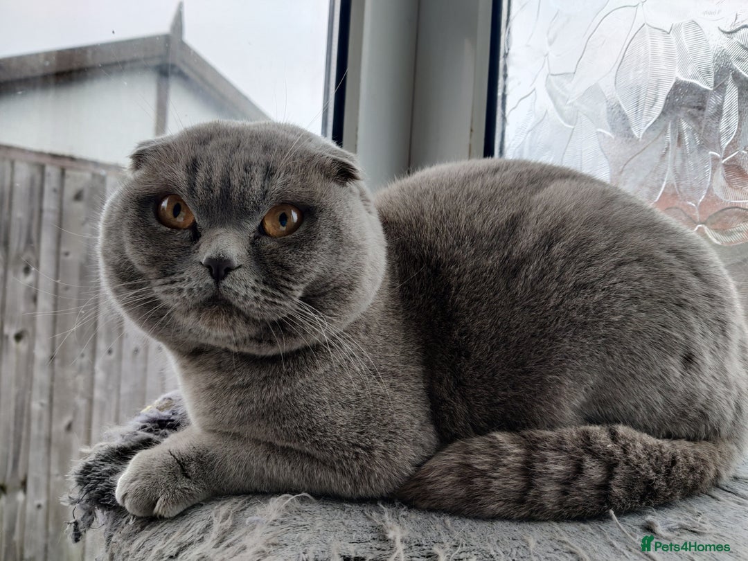 Scottish Fold cats for sale: Show quality Scottish fold  - Advert 6