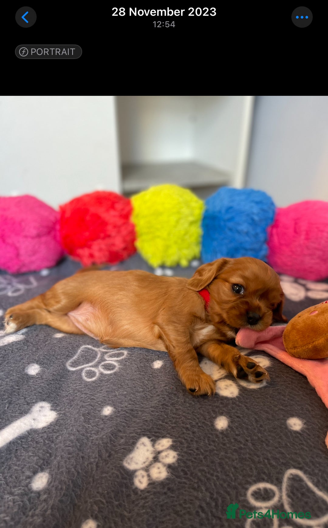 Cavalier King Charles Spaniel dogs for sale: Champion line Cavalier Pups -  **Waiting List** - Image 21