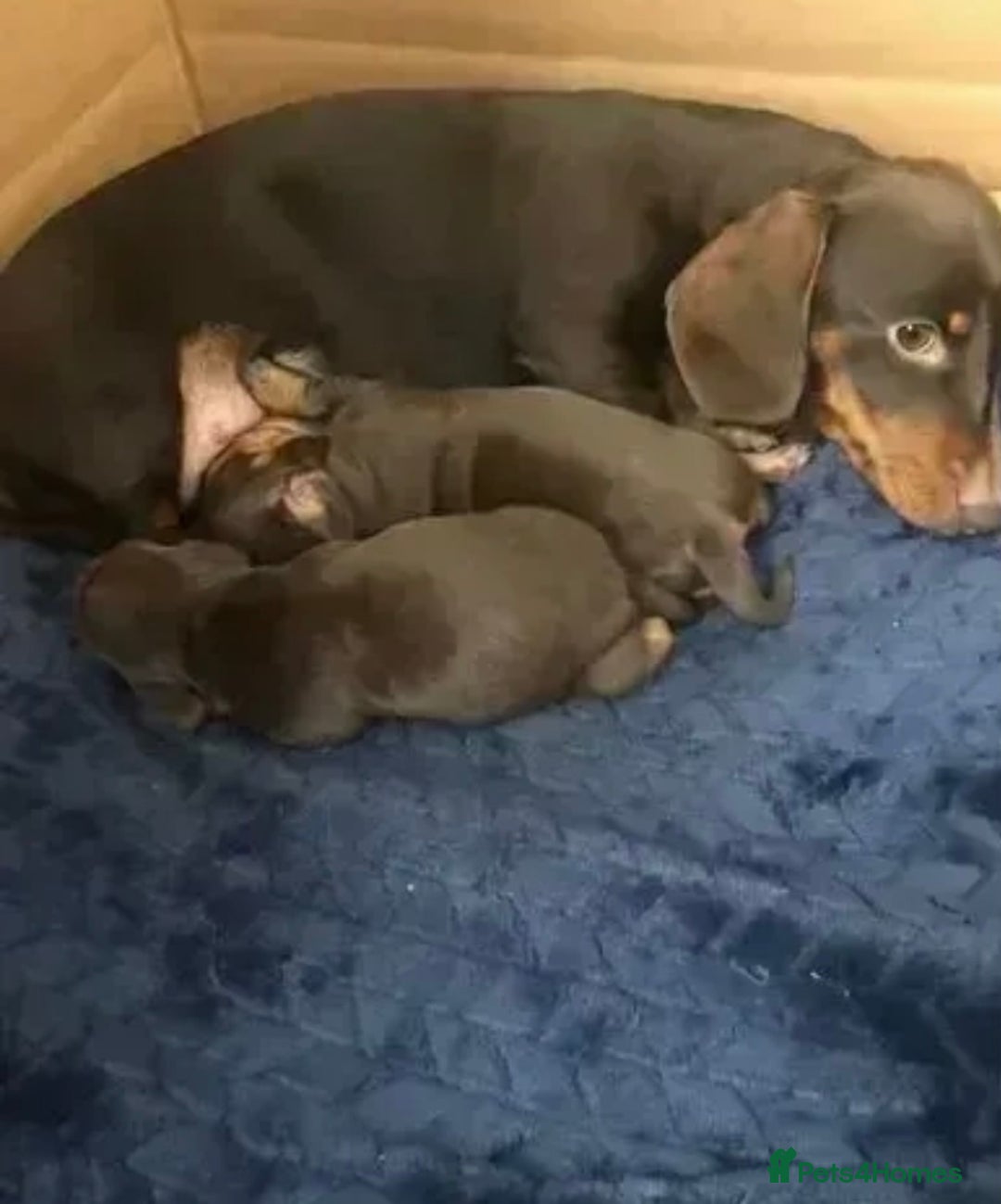 Miniature Dachshund dogs for sale: KC registered**Chocolate and tan**mini dachshunds  - Advert 1