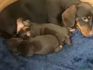 Miniature Dachshund dogs KC registered**Chocolate and tan**mini dachshunds - Advert 2
