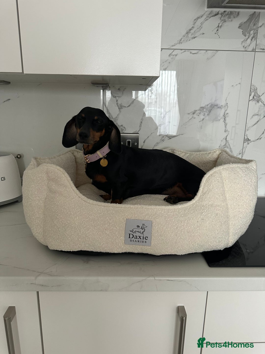 Miniature Dachshund dogs for sale: ✨Mini Smooth Hair Dachshund Ready 18/10/2025 ✨ - Image 25