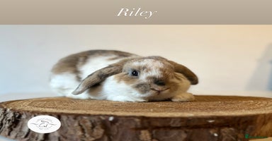 Mini Lop rabbits Adult buns looking for forever homes - Advert 2