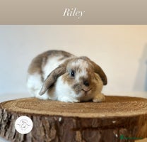 Mini Lop rabbits Adult buns looking for forever homes - Advert 2