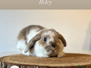 Mini Lop rabbits Adult buns looking for forever homes - Advert 5
