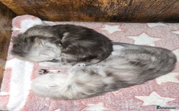 Maine Coon cats for sale: Maine Coon Kittens Black Shaded European Lines - Image 21