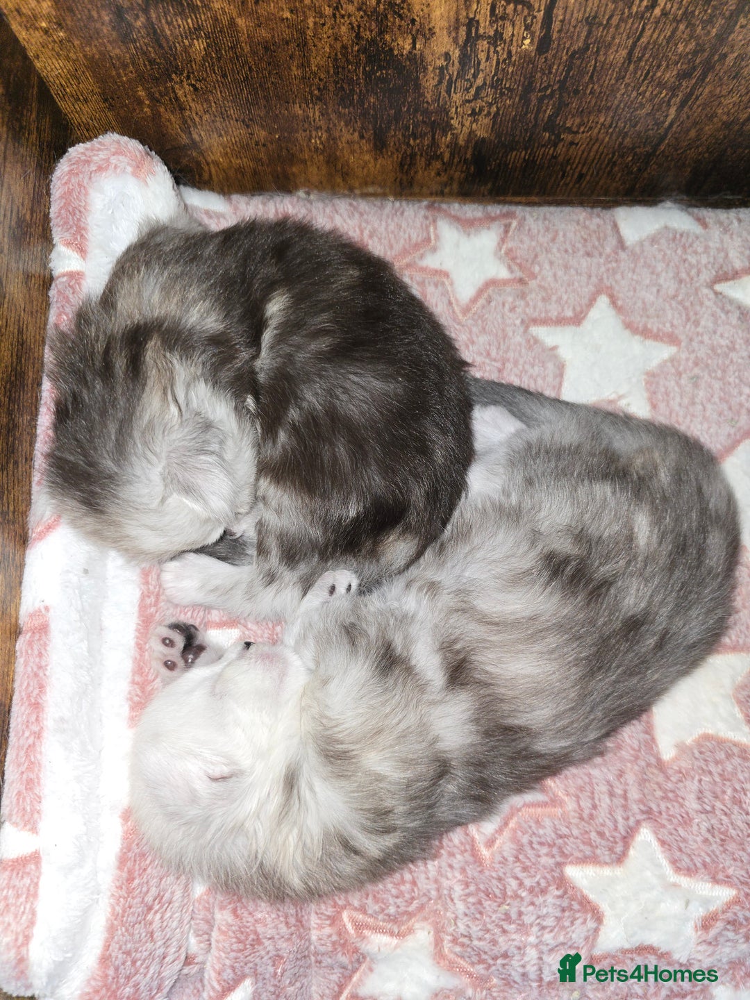 Maine Coon cats for sale: Maine Coon Kittens Black Shaded European Lines - Image 21