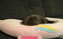 Cockerdor dogs for sale: Cockerdors  - Advert 2