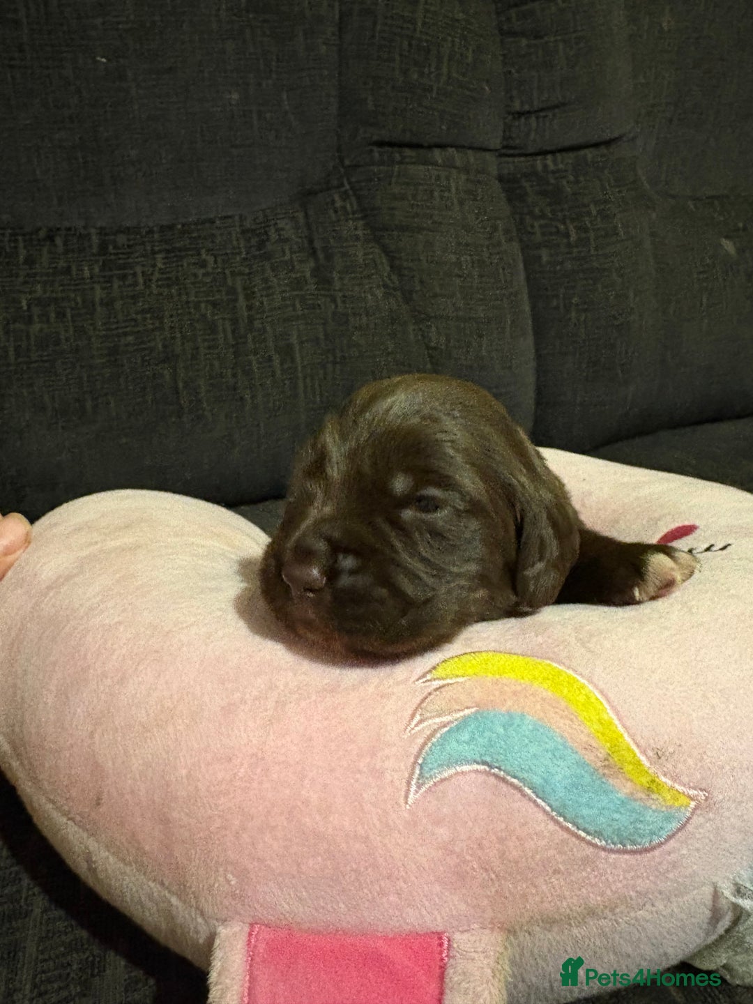 Cockerdor dogs for sale: Cockerdors  - Advert 2