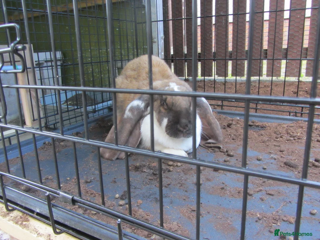 English Lop rabbits for sale: ENGLISH LOP (PURE BRED) - Advert 5