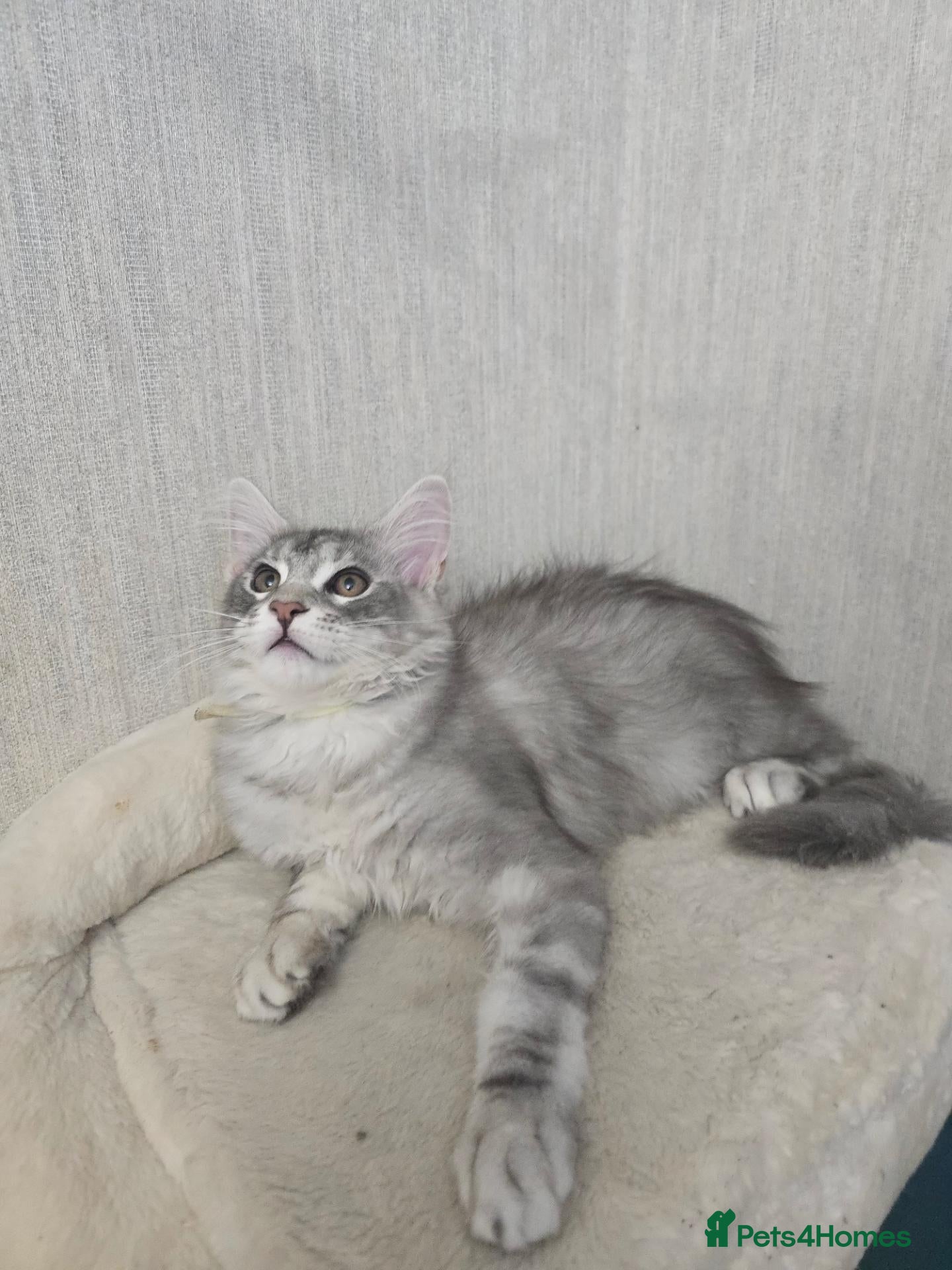 Maine Coon cats READY NOW Maine Coons Shaded Shell Silver - Advert 2