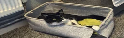 Mixed Breed cats for sale: Cat for sale in Newport - Advert 3
