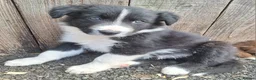 Border Collie dogs for sale: Beautiful fluffy Collie Pups for Sale - Advert 6
