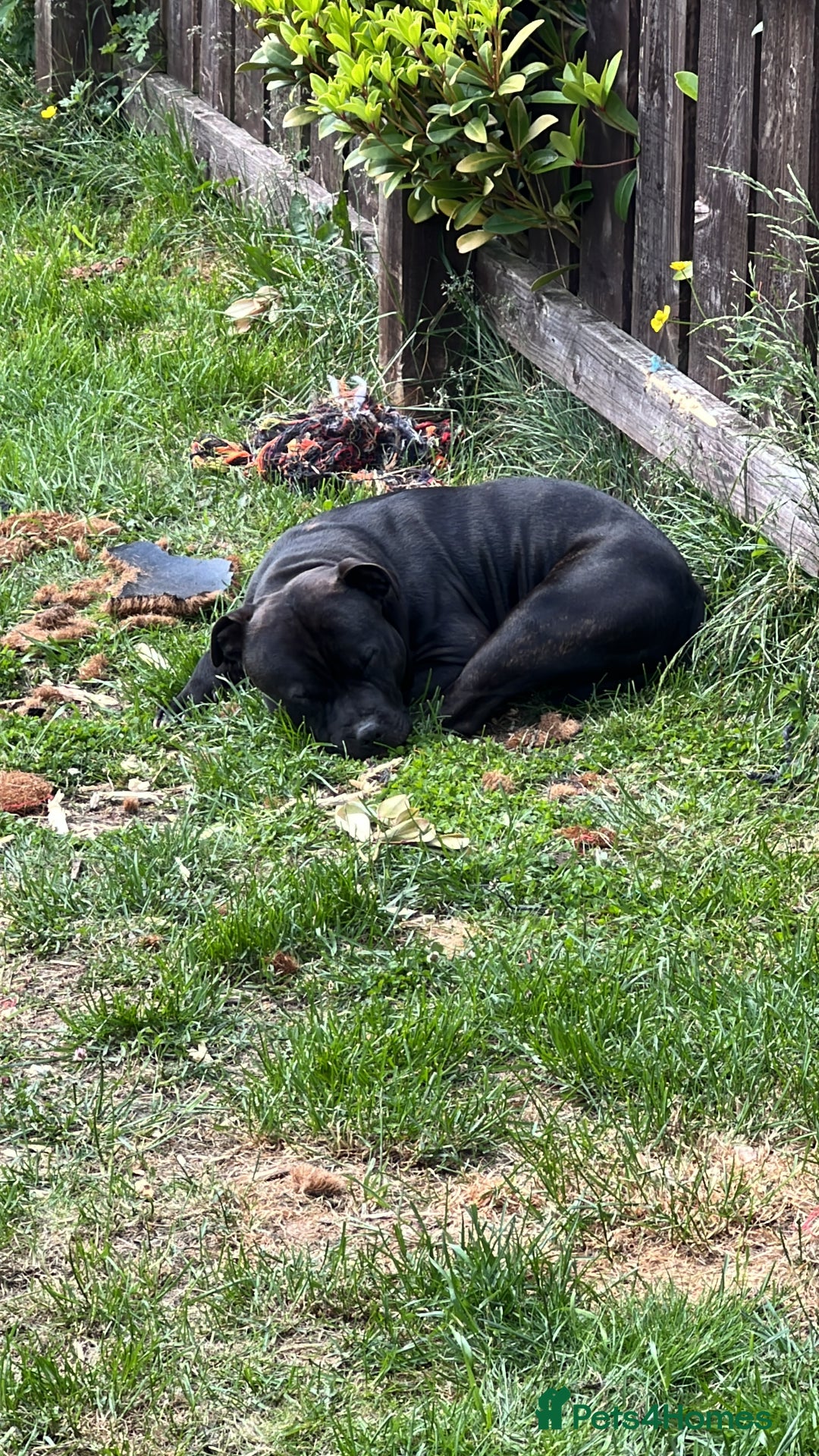 Staffordshire Bull Terrier dogs for stud: Staffy for stud - Image 2